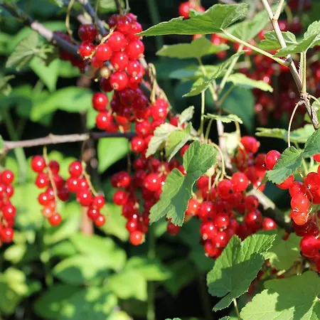 Hébergement de vacances Nahe & Reiten Börgerende-Rethwisch